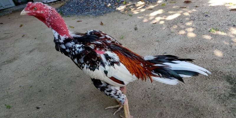 Khám phá chi tiết về giống gà tử mị