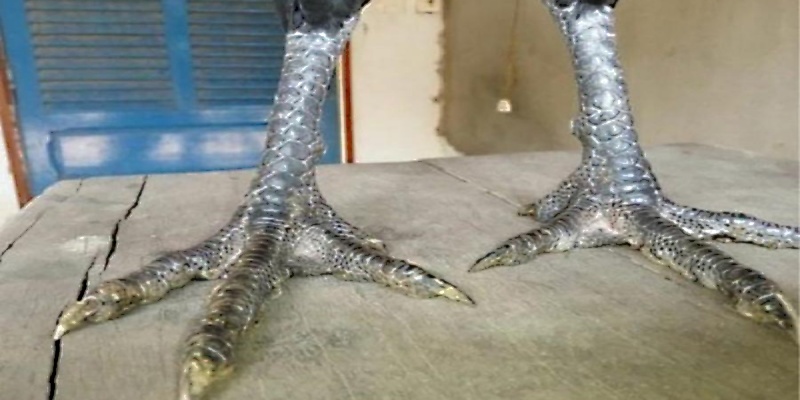 Khám phá chi tiết về gà chân chì