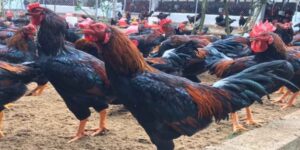 Những lưu ý quan trọng cần ghi nhớ kỹ khi chăm sóc gà chọi sọc 