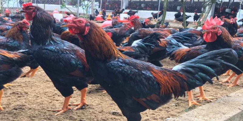 Những lưu ý quan trọng cần ghi nhớ kỹ khi chăm sóc gà chọi sọc 