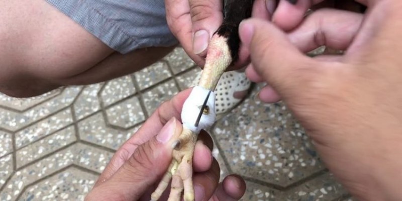 Cựa tròn xiên đối thủ cực gây thương tích nghiêm trọng
