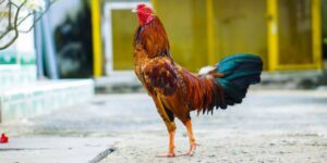 Đặc điểm nổi bật của giống gà chiến Bình Định