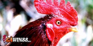 Nên xuất gà chọi mồng trích cựa hay đòn?