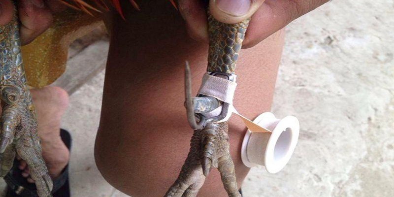 Những lưu ý quan trọng khi băng cựa cho gà